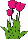Tulipes
